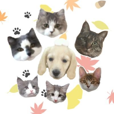 Profile Picture of  🍨コニャン (@konyanfamily) on Twitter