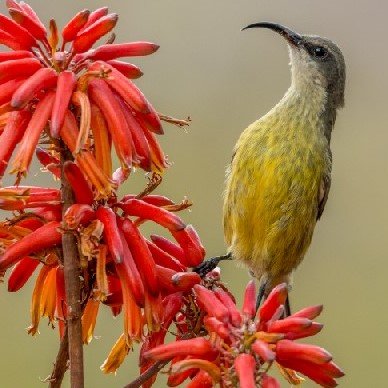 Profile Picture of Mark Gash (@MarkG76) on Twitter