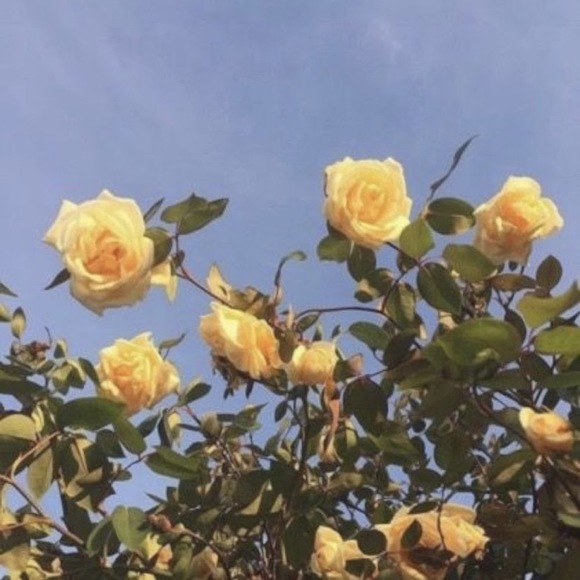 Profile Picture of Brittany Calvert (@brittanycalv516) on Poshmark