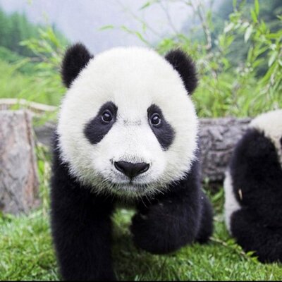 Profile Picture of Andrew Ying (@Sesamestrt) on Twitter