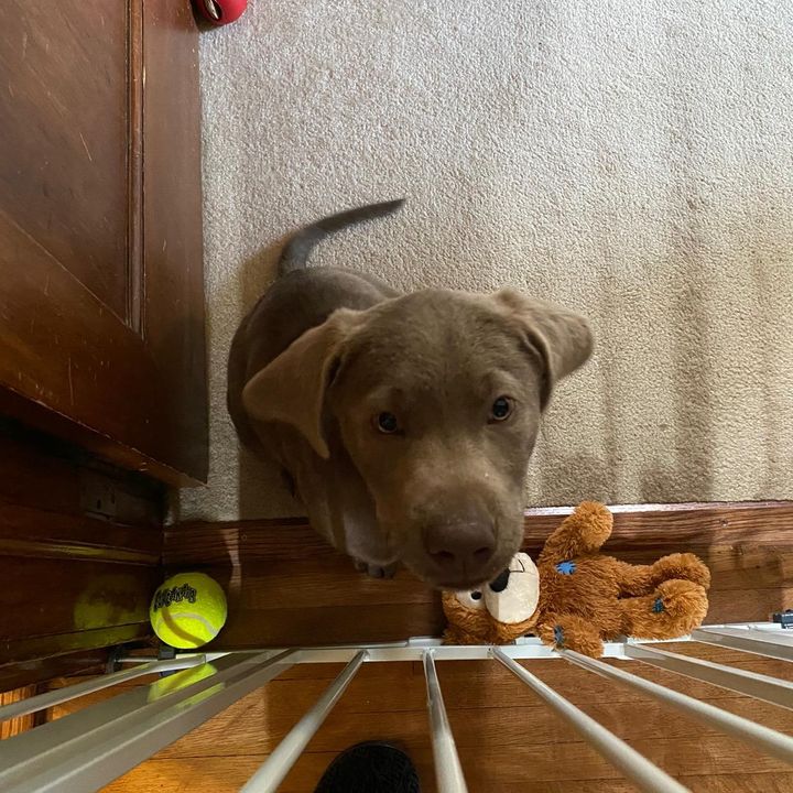 Profile Picture of Brandonweitzel (@@duke_adventures) on Tiktok