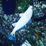 Profile Picture of Thomas (@thomas.albright.7505) on Instagram