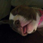 Profile Picture of Dennis Howell (@dman469) on Instagram