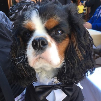 Profile Picture of Charleston James (@CharlestonPup) on Twitter