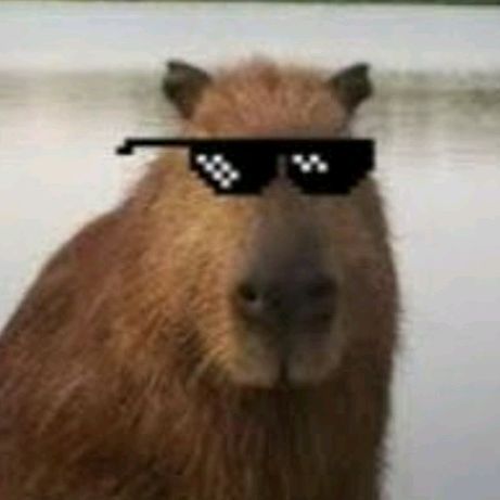 Profile Picture of alicecap (@alicecap) on Tiktok