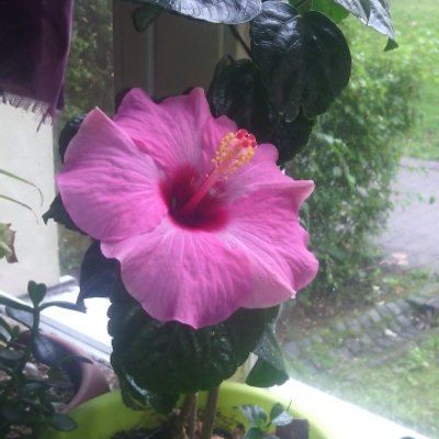 Profile Picture of Susanne Engel (@bloondangel) on Twitter