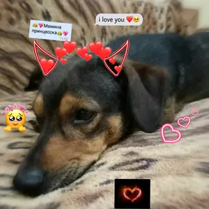 🇷🇺Джᴇᴋиᴧиᴋ🏳🌈 - Tiktok Profile Picture of 🇷🇺Джᴇᴋиᴧиᴋ🏳🌈 (@jesk_5) on Tiktok