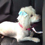 Profile Picture of Cindy Sofìa Olivier Ordaz (@cindylaconsentidadestella_2311) on Instagram