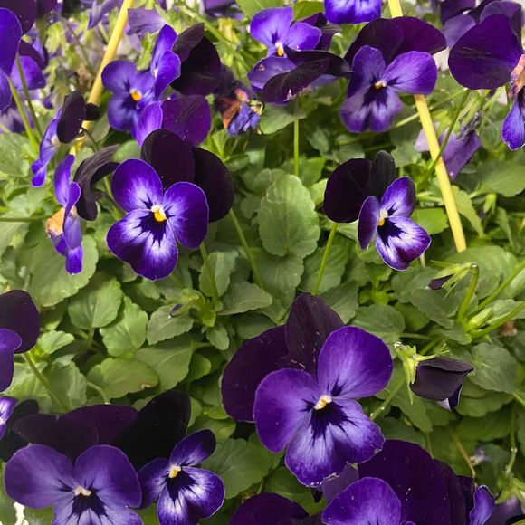 Profile Picture of Janet Ruhr (@janetruhr) on Poshmark