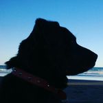 Profile Picture of Tom Horton-Davey (@tombeeblue) on Instagram