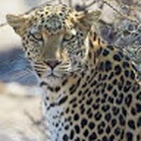 Profile Picture of Rowan Grant (@rowan-grant-8) on Quora