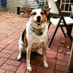 Profile Picture of Nicholas Blain (@kippylol) on Instagram