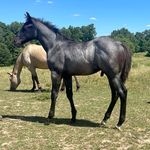 Profile Picture of Bradley Beauchamp (@bthorses) on Instagram