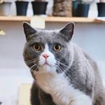 Profile Picture of Cheung Wing Hei (@cheungwingheihk) on Instagram