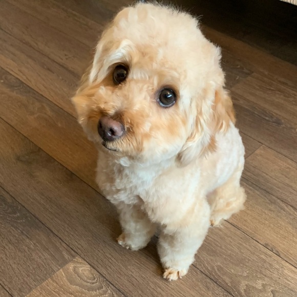 Profile Picture of Zhuo Wei (@lilian255) on Poshmark