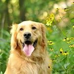 Profile Picture of Glenn Gorbea (@goldenwinston12) on Instagram