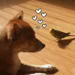 Profile Picture of Timothy n Coco (@bird_n_dog) on Instagram