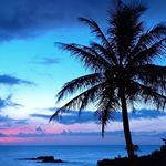 Profile Picture of lucid (@bark.stab) on Instagram