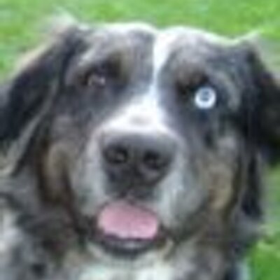 Profile Picture of Borglin (@Borglin) on Twitter