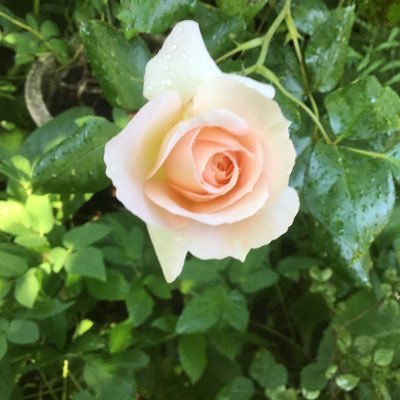 Profile Picture of Erling H. Pedersen (@ErlinghPederse1) on Twitter