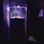 Michael Pizarro - Instagram Profile Picture of Michael Pizarro (@pizarro_aquatics) on Instagram