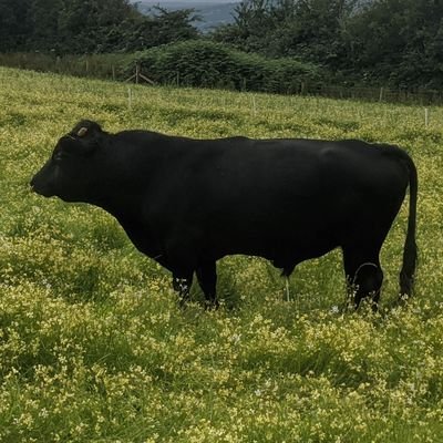 Profile Picture of Ben Jones (@hillsidebeef) on Twitter