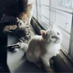 Profile Picture of Charles, Cotton & Henry (@purrdiaries) on Instagram