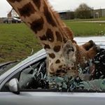 Profile Picture of Larry Bongneck (@mollyjaneandjim) on Instagram