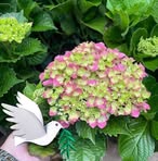 Profile Picture of Aives Dvirgo (@Aives-Dvirgo) on Facebook