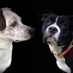 Profile Picture of Amy und Hugo (@amy_and_hugo_doglife) on Instagram