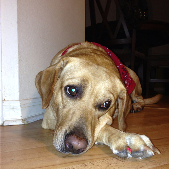 Profile Picture of Joseph Cunningham (@mk6joe) on Poshmark