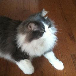 Profile Picture of Jennifer Lee Quick (@wulfmune) on Twitter