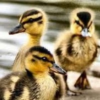 Profile Picture of Michele Dyer (@michele-dyer-4) on Quora