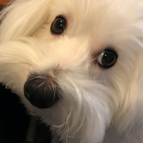 Profile Picture of Loriann Morrey (@shoppergirl1989) on Poshmark