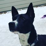 Profile Picture of Syd Paul Leverett (@reptidog) on Instagram