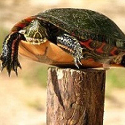 Profile Picture of Tom Harker (@tharker89) on Twitter