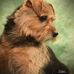 Profile Picture of Joe Shannon (@joe.shannon.5492) on Facebook