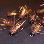 Profile Picture of andre constant (@andre.constant) on Instagram