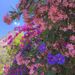 Profile Picture of Alice Teteris (@teteris) on Pinterest