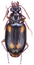 Profile Picture of Mochtherus tetraspilotuson Wikipedia