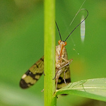 Profile Picture of hsiang-chieh wu (@hsiang-chieh wu) on Flickr