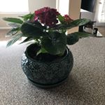 Profile Picture of Chris Zeller (@sadiezellie) on Instagram