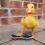 Profile Picture of Tyleashia Brandyberry (@brandyberrytyleashia) on Instagram