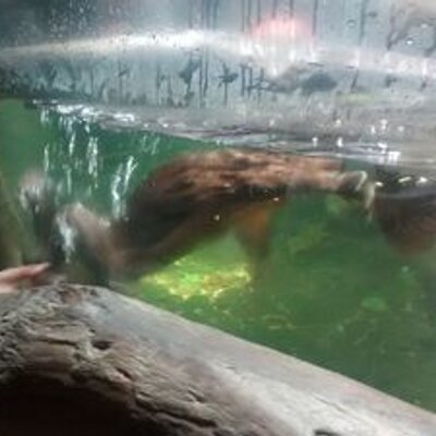 Profile Picture of Nicolás Arriaga U (@Lagloriadelsol) on Twitter