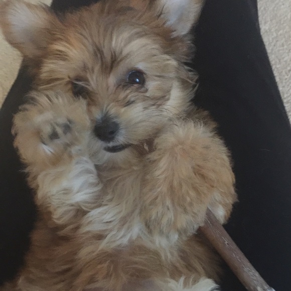 Profile Picture of Caroline Cranfield (@cacranfield) on Poshmark