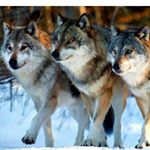 Profile Picture of jake kovacs (@joelkovacs18) on Instagram