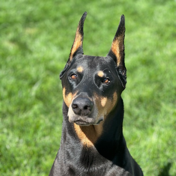 Profile Picture of Carla Giroux (@dobebiker) on Poshmark