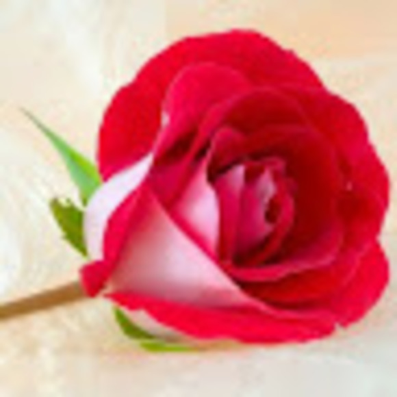 Profile Picture of Goretti Hernandez (@6788dch) on Poshmark