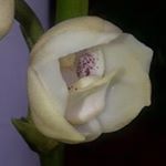 Profile Picture of Alfredo Bailey (@alfredobailey) on Instagram