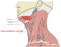 Profile Picture of Submandibular triangleon Wikipedia